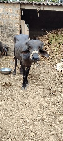 ભેસ વેચવાની છે
