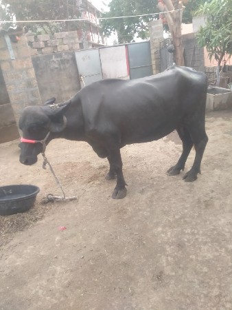 ભેંશ વેચવાની છે