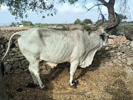 બળદ વેસવા ના સે