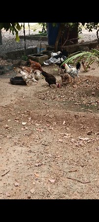 murgha vechavana che