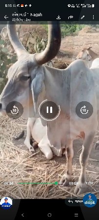 વઢીયારી ગાય છે ચોથુ વેતર છે ગાય