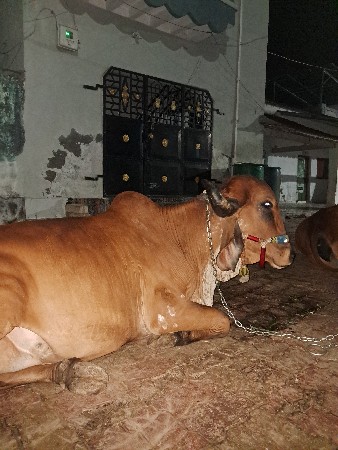ગાય વેચવા ની છે