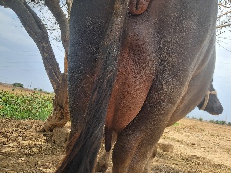 ભેસ વેચવાની છે
