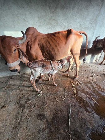 આદત પરા