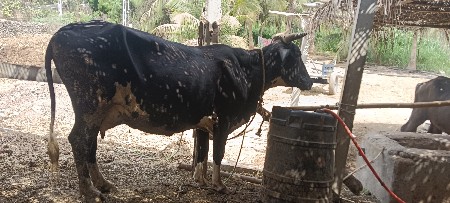 એચ એફ ગાય વેચવાની છે