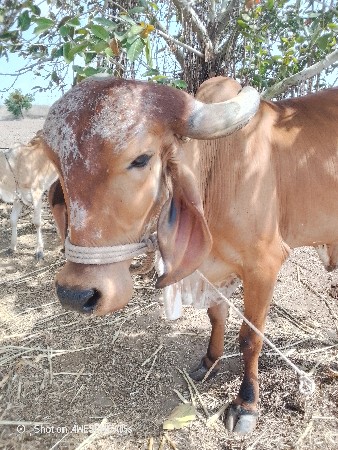 3 વેતર વિયારલ ગાય છે ભાઈ