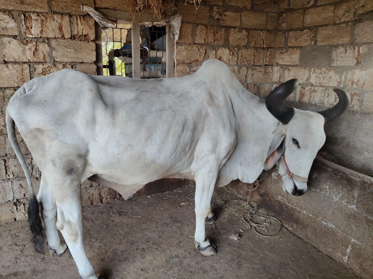 બળદ વેસવાનો છે
