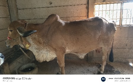 2 ગાય દેવાની છે મોફત માં