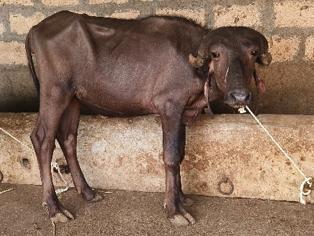 તણ‌ જાફરાબાદી પાડી વેચવાની છે