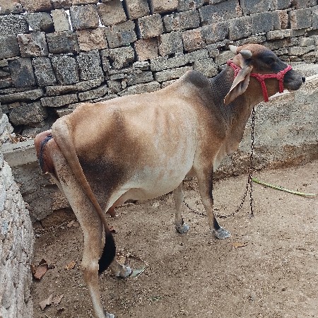 ગાય વેચવાની છે પેલા વેધરમાં છે