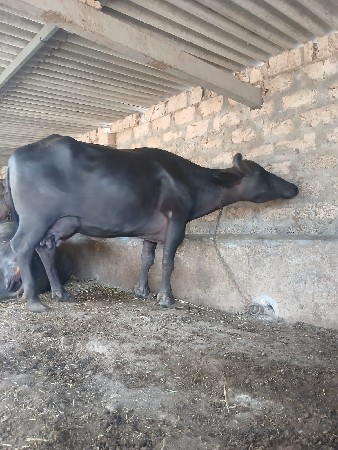 આ.ખડાયવેશવાનિછે