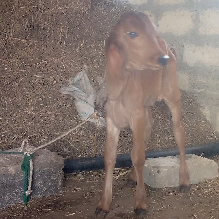 સોમાતવસરા