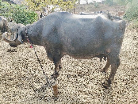 ભેંશ વેચવા ની છે