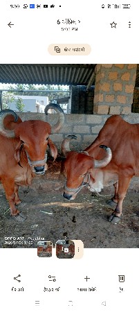 બળદ વેચવાના છે.