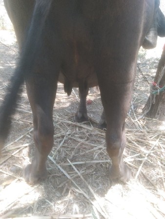 ભેંસ વેચવાની છે