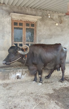 1 bhesh vechvani se