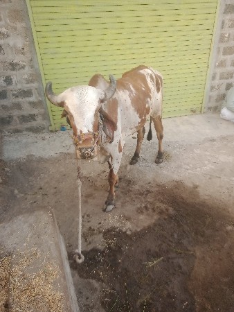 શા દાતે જમણી બાજુ ચાલે