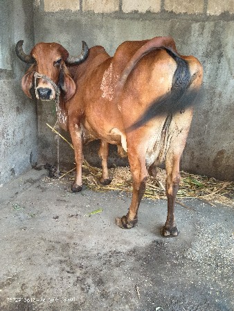 ગાય વેચવાની છે