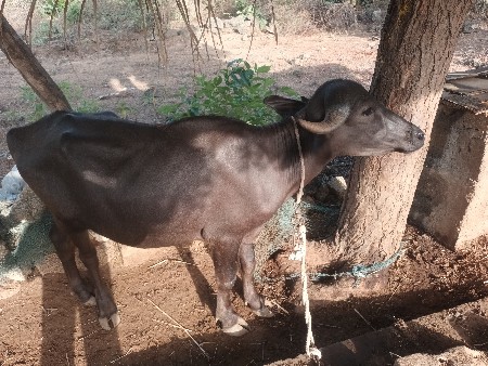 પાડી વેશવા ની 2.5.વરશ ની છે