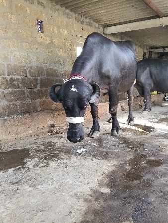 ખડેલી વેચવાની છે