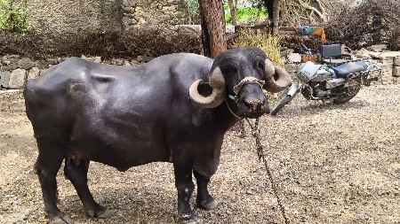 khadeli vechvani chhe pelvetri