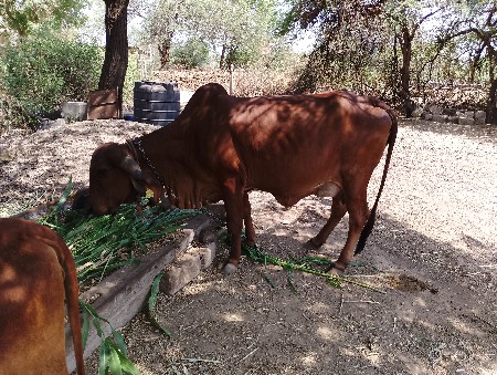 ગાય  વેચવા ની છે