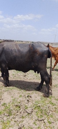 ભેંસ વેચવાની છે