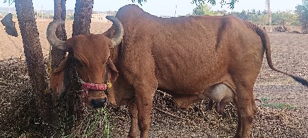 ગાય વેચવાની છે