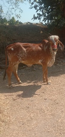 હોડકુ  મફતમા આપવાનુ છે