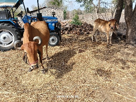 સારાં બળદ છે
