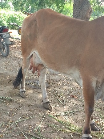ગાય
