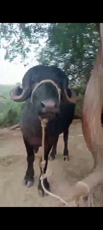 પાડો