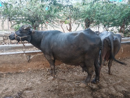 ચોથો વેતર