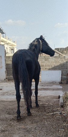 vasro