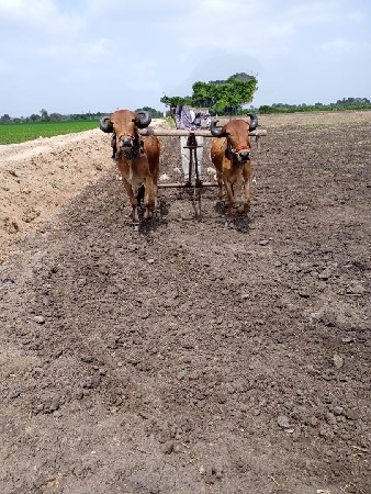 દેશી  બરધ. વેચવાના છે