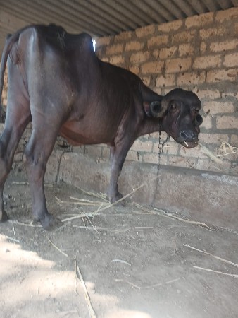 આ.જાફરી.ખડાય.વેશવાનિછે