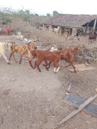 ત્રણ બોકડા વેચવાના છે