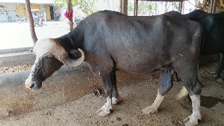 ભેંસ વેચવાની છે