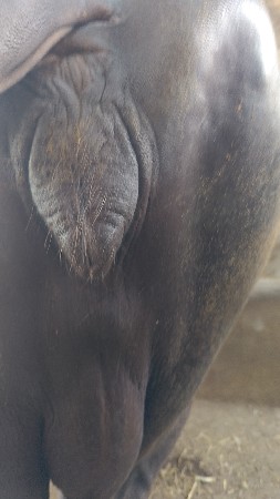 ભેસ વેચવાની છે
