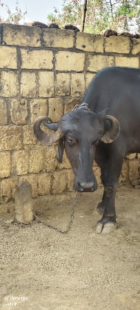 ખડેલી વેચવાની છે