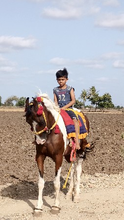 ઘોડી વેશવાની  છે