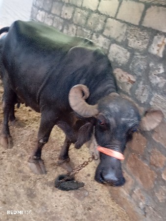 ભેંસ વેચવાની છે