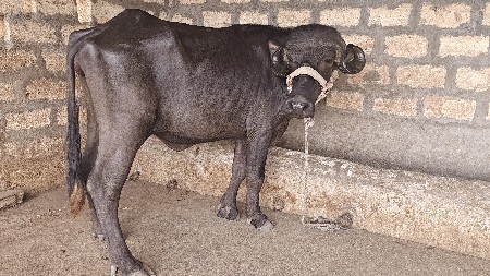 જાફરાબાદી ખળેલી વેચવાની છે