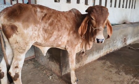 વાછડી મફત આપવાની છે