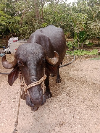 ખડેલી વેચવાની છે