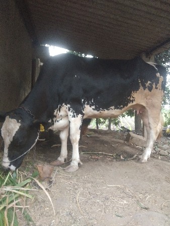 એચ એફ ગાય વેચવાની છે