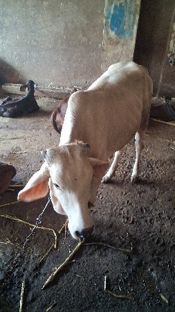 વેચવાની છે