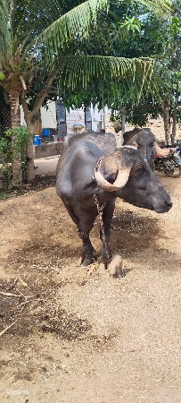 વેજા ભાઈ
9714058631