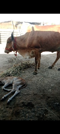 ગાય વેચવાની છે 2 જુ વેતર