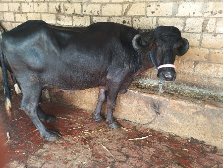આ ભેંસ વેચવાની છે